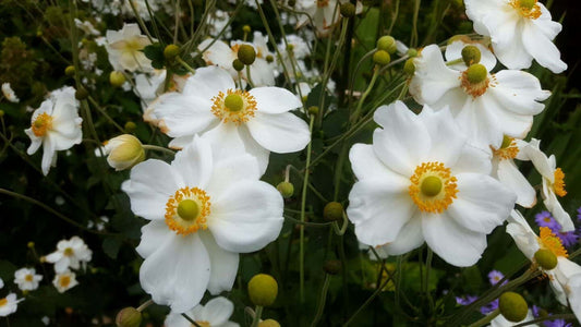 September in de tuin