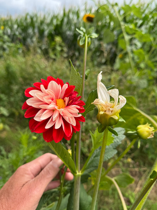 De tuin in augustus: snoeien en oogsten