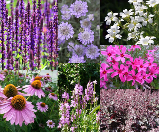 Borderpakket Bijen & Vlinders | Plant Today 🌸🐝🦋