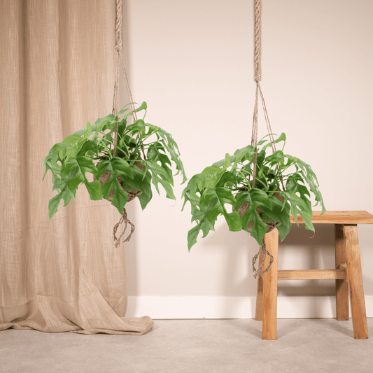 Deze 7 Planttrends Maken Jouw Huis Helemaal Future-Proof (2025 Edition)