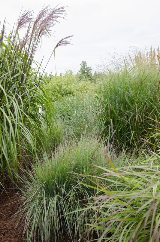 Top 10 Groenblijvende Planten | Altijd een Groene Tuin – Plant To Day