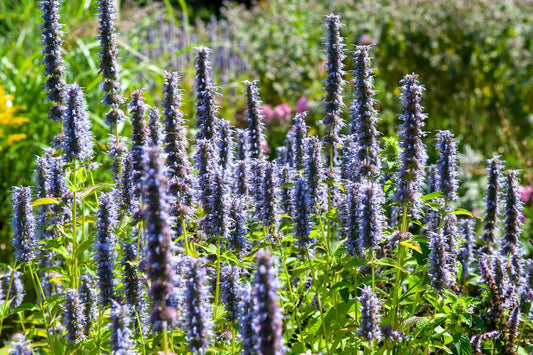 Dropplant (Agastache) – Geurige borderplant | Plant Today