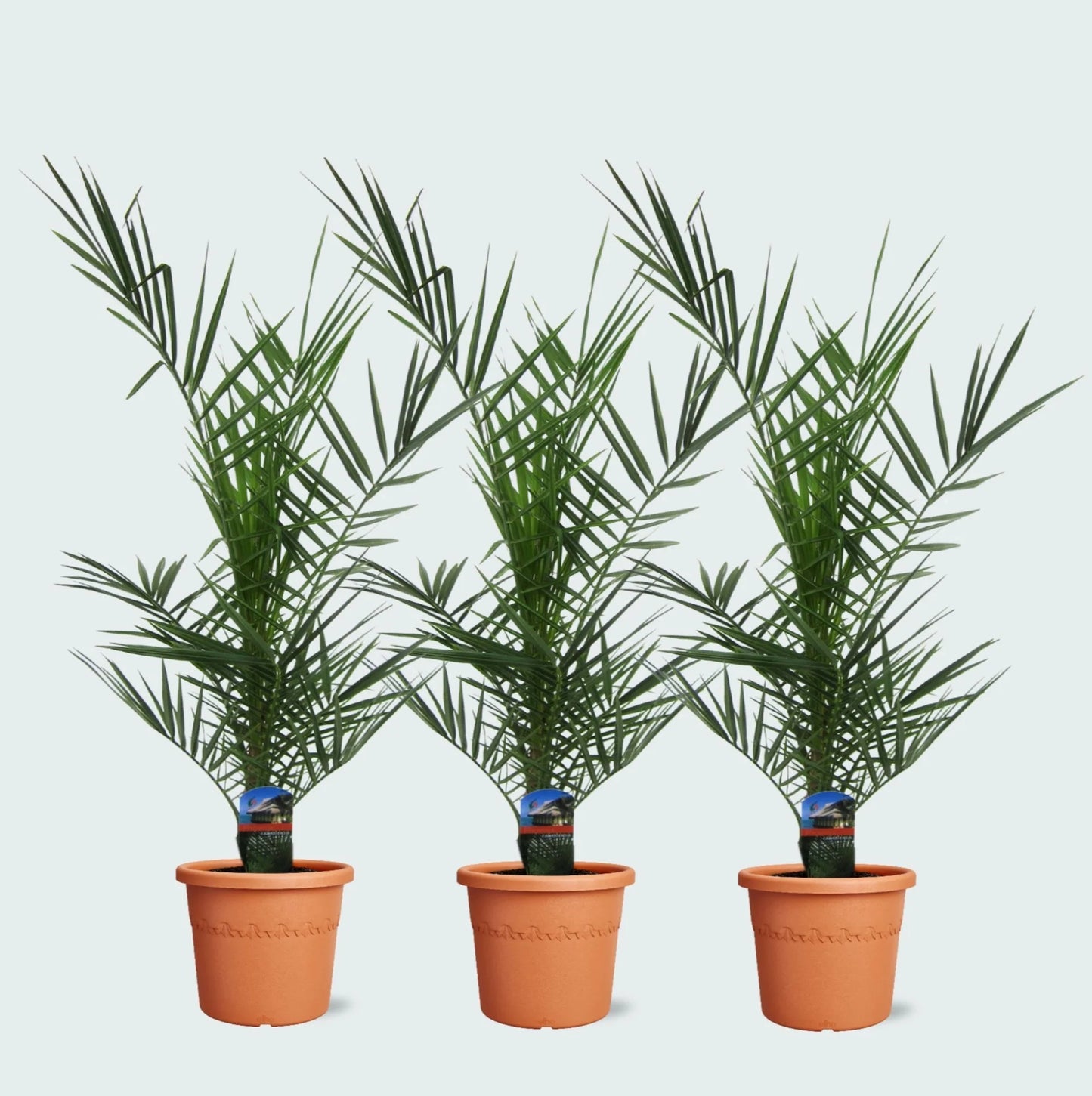 3x Phoenix Canariensis - Dadelpalm - Hoogte 80 cm - Pot Ø15cm