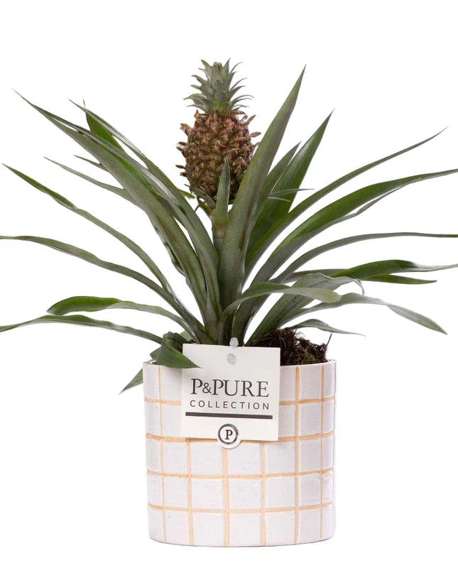 Tropische Ananas Rosita kamerplant in keramieken pot