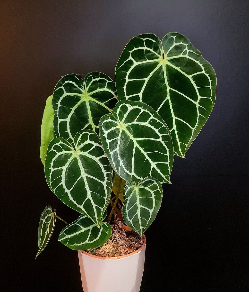 Anthurium Crystallinum
Fluweelzachte eyecatcher voor liefhebbers van bijzondere planten