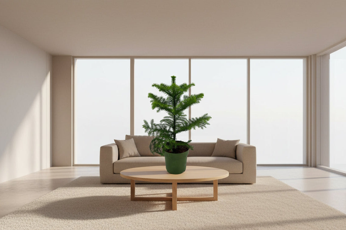 Compacte kamerden met fris groen voor lichte woonruimte