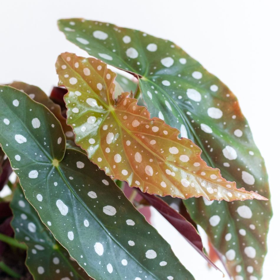 De Begonia Maculata 'Wightii', ook bekend als de Polka Dot Begonia, is een opvallende kamerplant die direct de aandacht trekt. Met haar diepgroene, vleugelvormige bladeren voorzien van zilverwitte stippen en een dieprode onderzijde, brengt deze plant een speels en stijlvol karakter in elk interieur. Het bijzondere bladpatroon maakt haar geliefd bij plantenliefhebbers en een echte statementplant in huis of op kantoor.