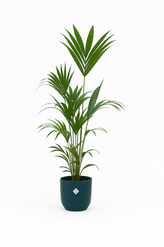 Kentia palm (Howea Forsteriana) inclusief elho Vibes Fold Round blauw - 160cm - Ø30 Nu ook in Belgie