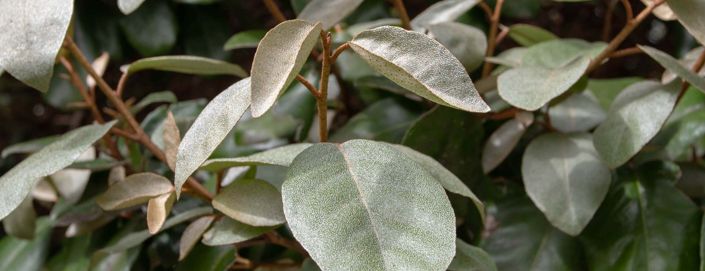 Op Aanvraag: Olijfwilg – Eleagnus ebbingei ‘Compacta’ | Haagplant