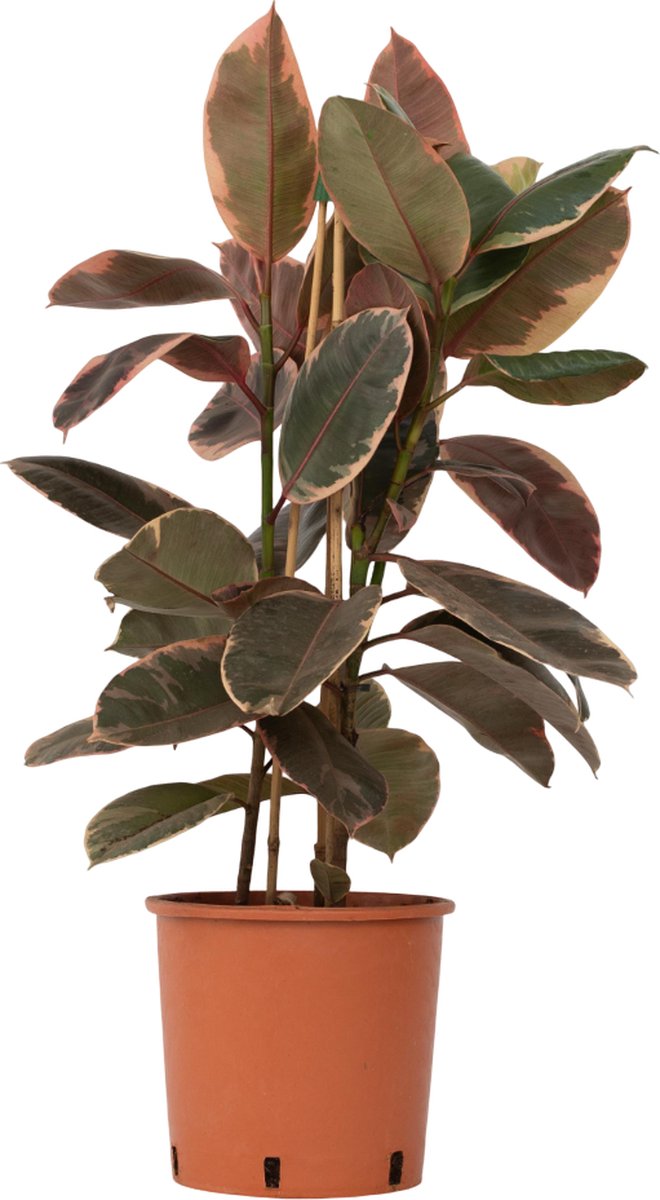 Ficus elastica 'Belize' Kamerplant | Rubberplant