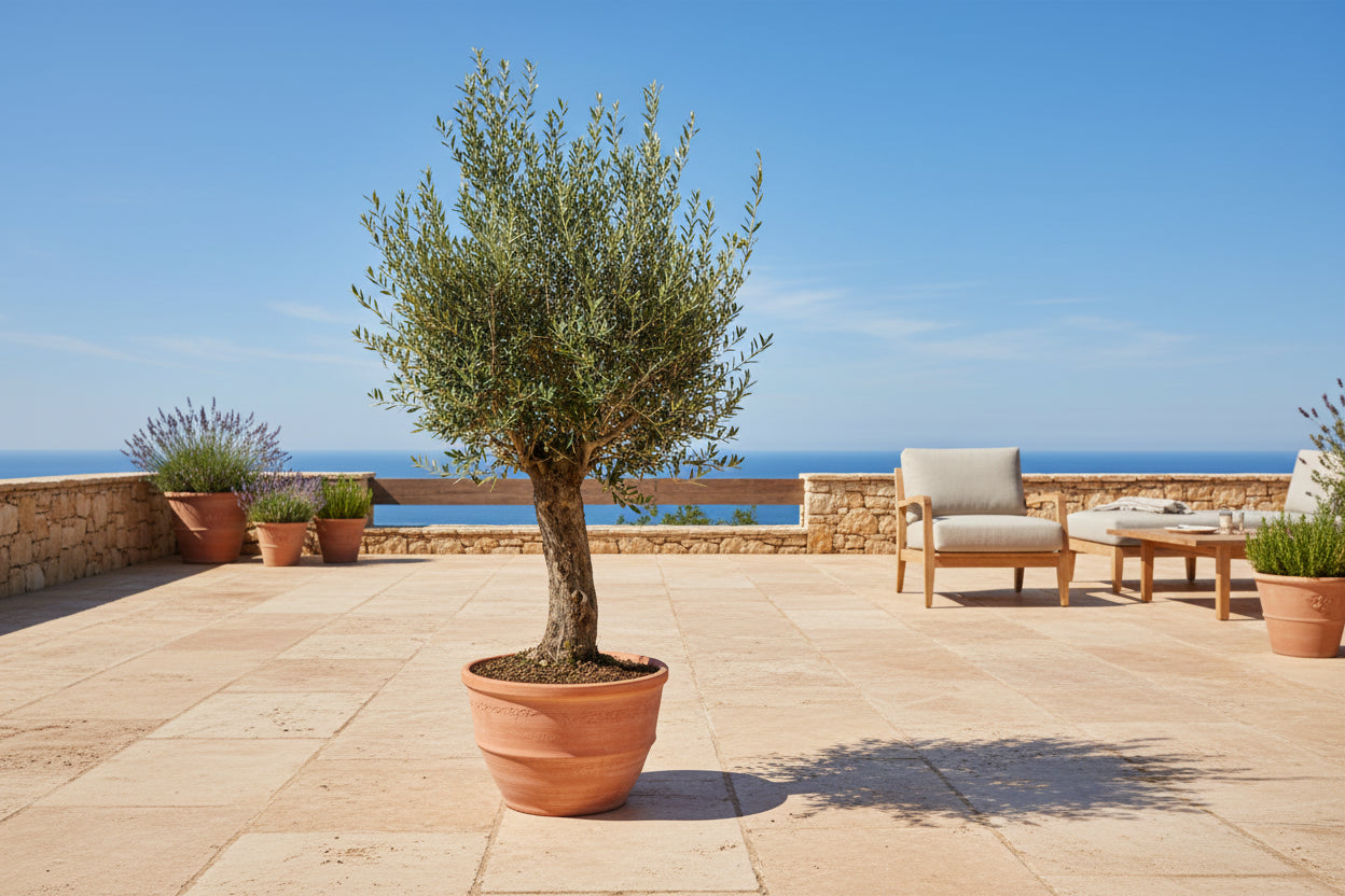 Grote bonsai olijfboom met zilvergroen blad voor terras