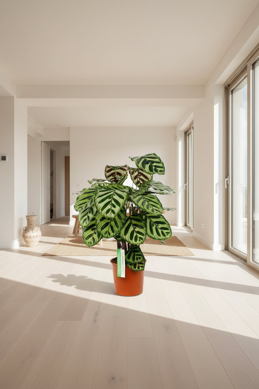 Calathea Makoyana bladeren detail