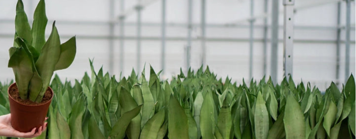 De Sansevieria Moonshine is een ijzersterke plant die weinig eisen stelt aan verzorging. Geef de plant spaarzaam water, laat de grond tussendoor volledig uitdrogen om wortelrot te voorkomen, en vermijd direct zonlicht. De plant gedijt op helder, indirect licht, maar kan ook in donkere omstandigheden overleven. Sproeien is niet nodig, maar kan helpen bij het verwijderen van stof op de bladeren.