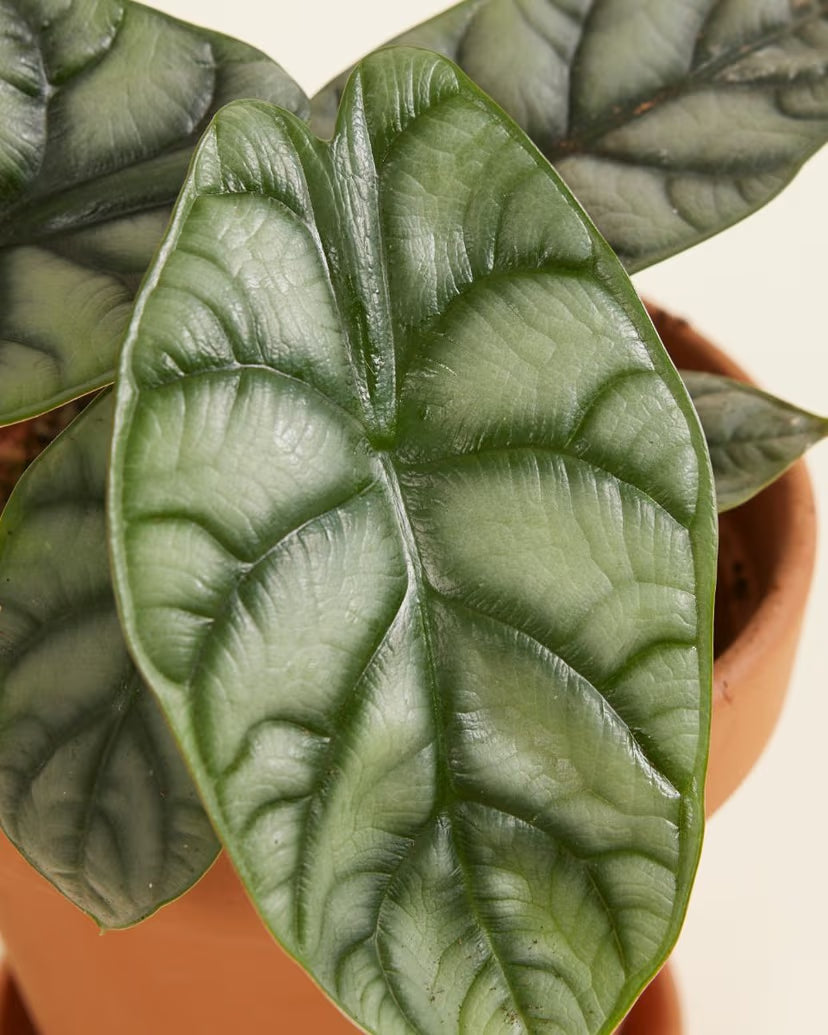 Alocasia Silver Dragon | Kamerplant