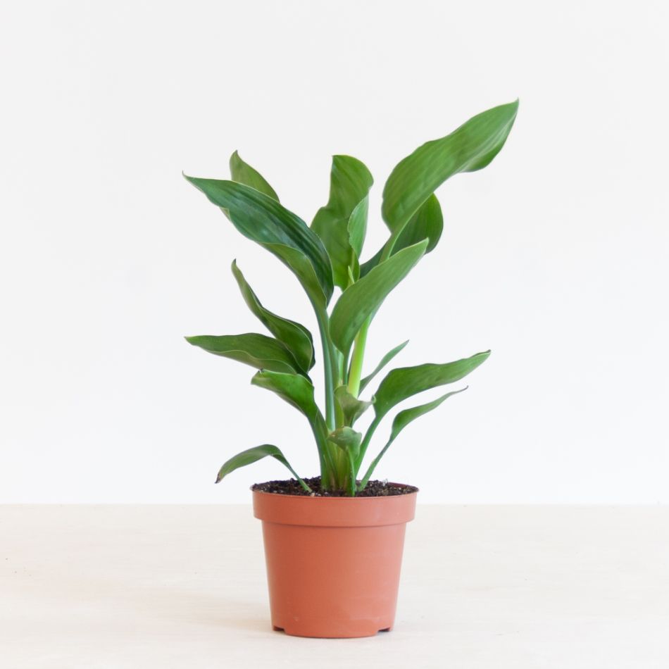 Strelitzia Reginea - Kamerplant- Beau Pot - Wit
