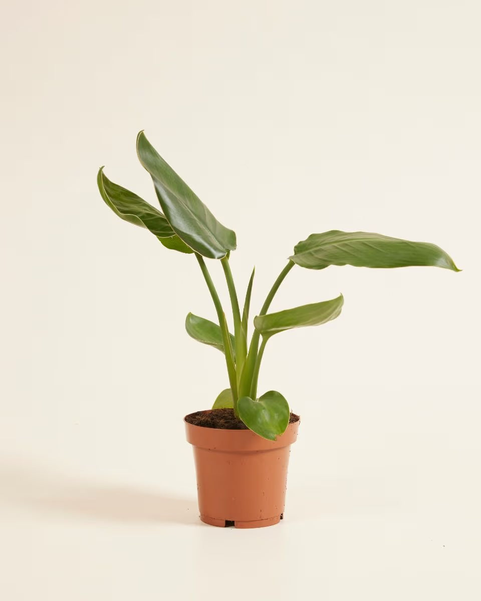 Strelitzia Reginea - Kamerplant- Beau Pot - Wit