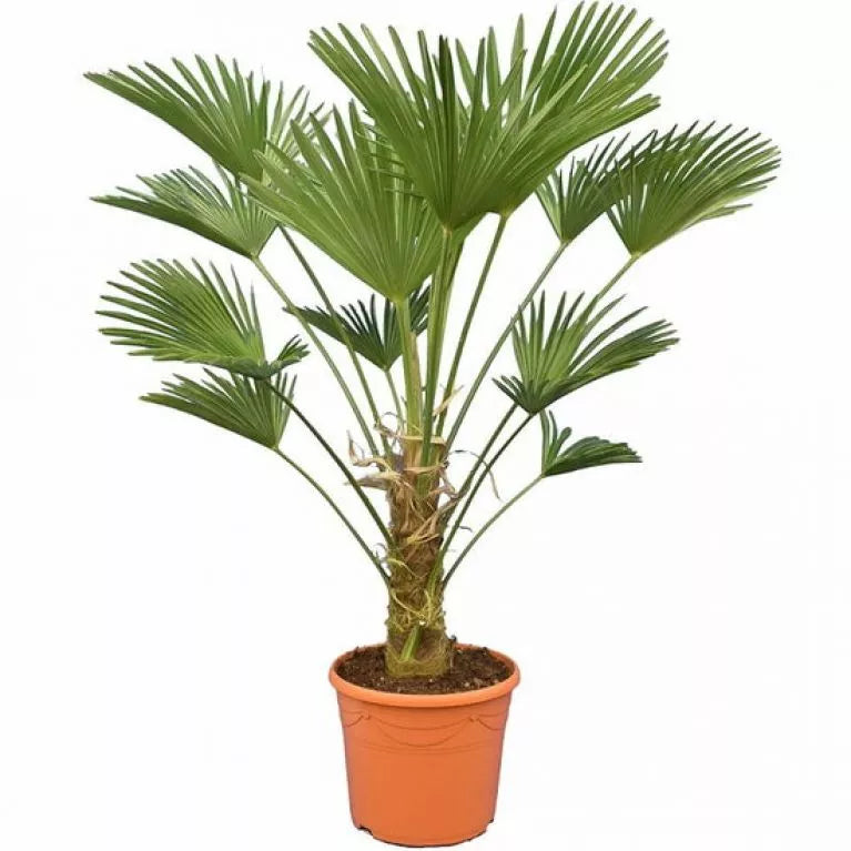 Trachycarpus wagnerianus - 130cm. Henneppalm