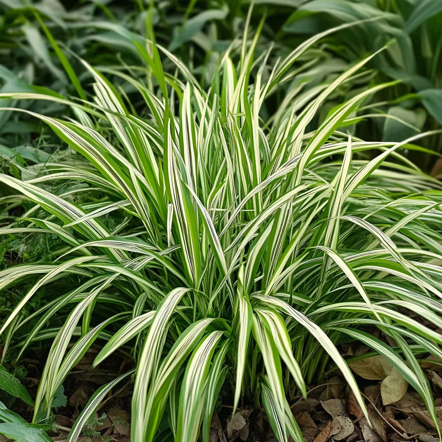 Carex morrowii 'Aureovariegata' | Buitenplant