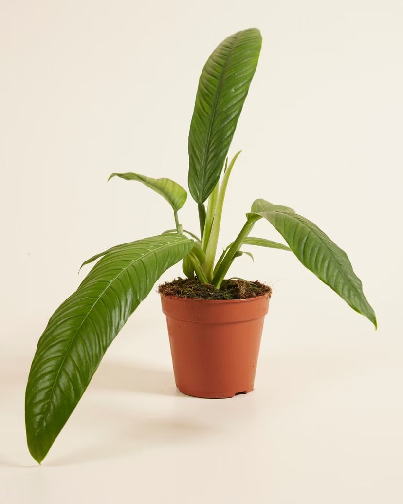 Philodendron Campiii | Kamerplant