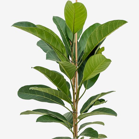 Ficus benghalensis 'Joy' | Kamerplant