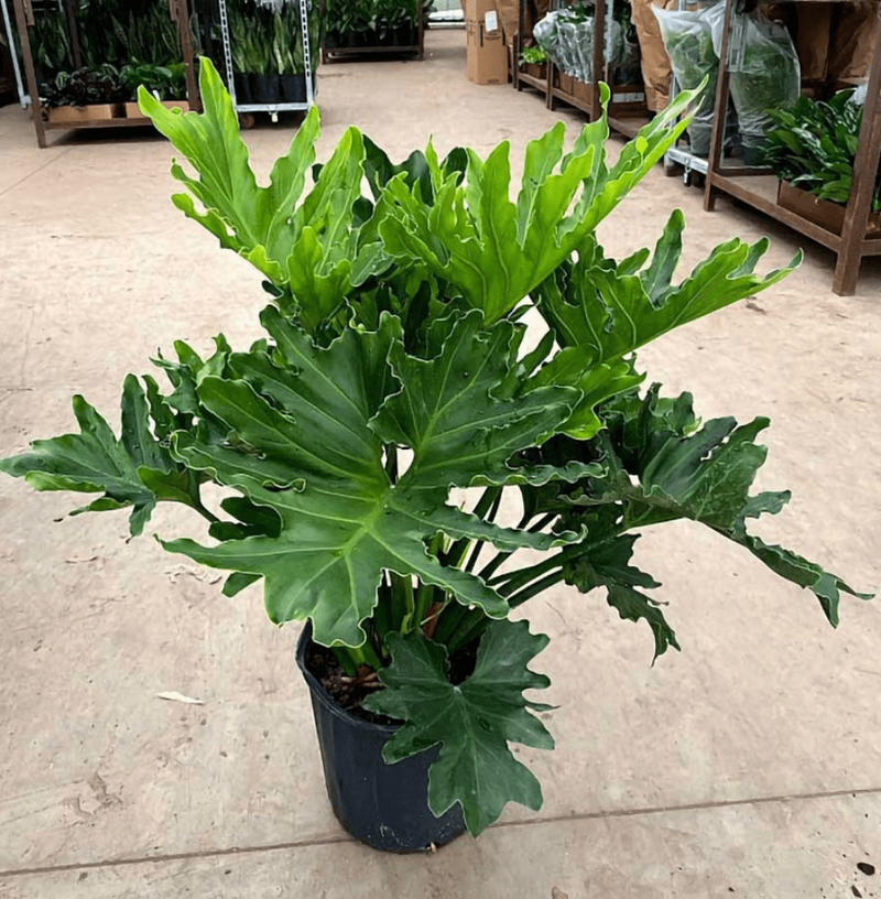 Philodendron Selloum | Kamerplant - Planttoday