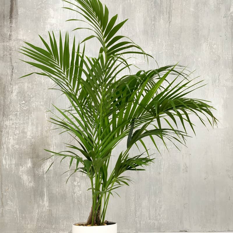 De verzorging van een kentia palm omvat het geven van lichtvochtige grond (niet te nat, niet te droog) en een standplaats met helder, indirect licht. Geef in de lente en zomer vaker water dan in de herfst en winter en vermijd direct zonlicht, wat de bladeren kan verbranden. Besproei de bladeren af en toe om stof te verwijderen en de luchtvochtigheid te verhogen
