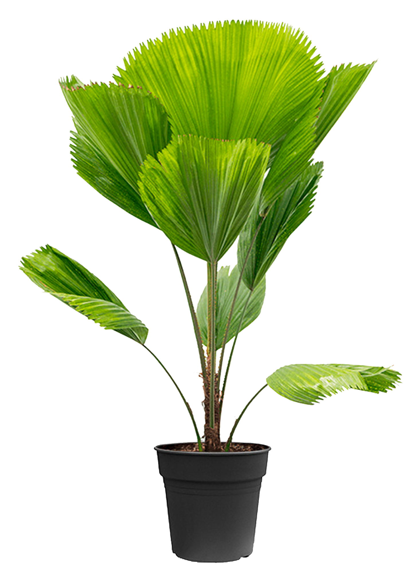 De Licuala Grandis, ook wel Waaierpalm genoemd, is een tropische plant met grote, ronde, waaiervormige bladeren. Deze plant komt oorspronkelijk uit de regenwouden van Zuidoost-Azië en Oceanië. Om de plant goed te verzorgen, plaats hem op een plek met helder, indirect licht, zorg voor een hoge luchtvochtigheid en houd de grond licht vochtig.
