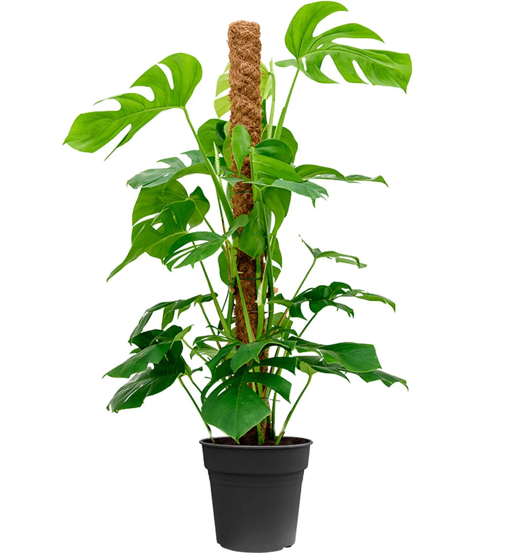 Monstera op Mosstok | tropische kamerplant