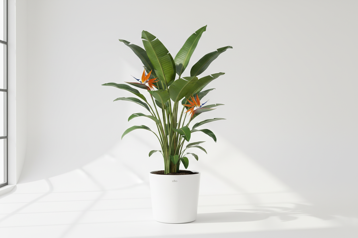 Paradijsvogelplant met Elho Witte Pot 180 cm