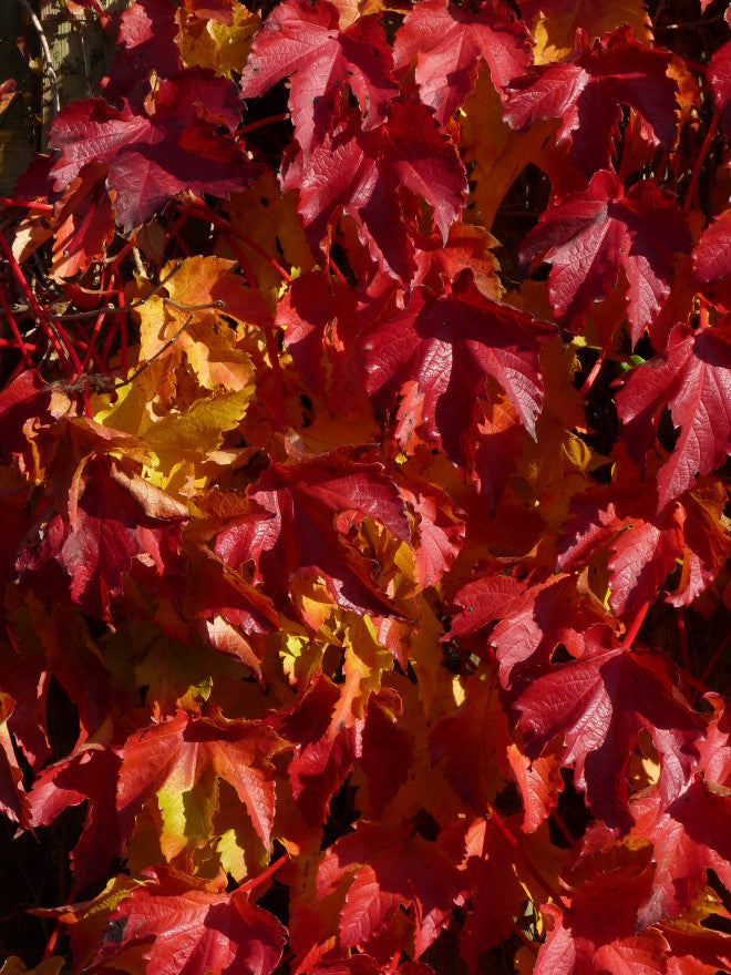 Parthenocissus Tricuspidata Pot Ø15cm - Hoogte ↕65cm