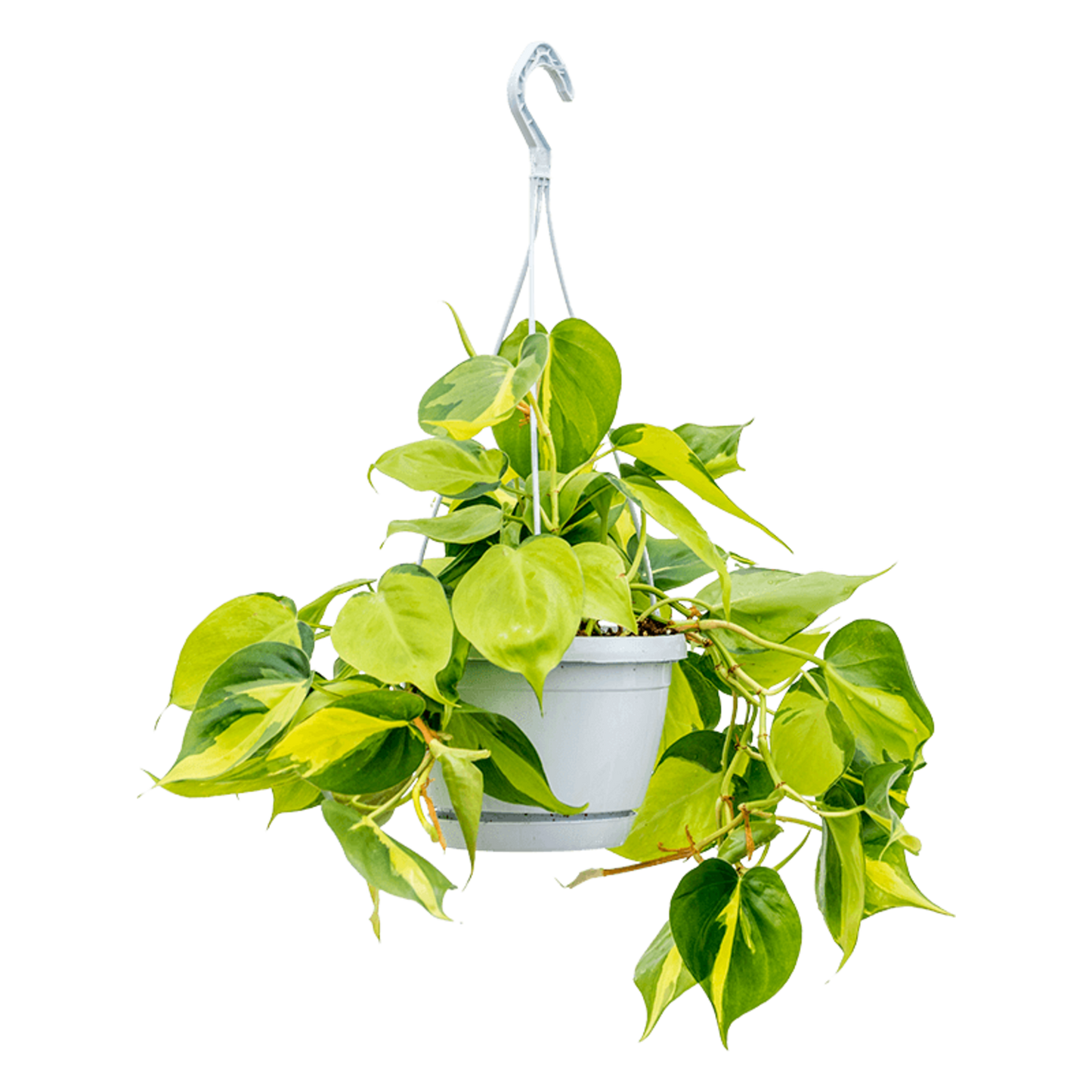 Philodendron Scandens Brasil | Kamerplant
