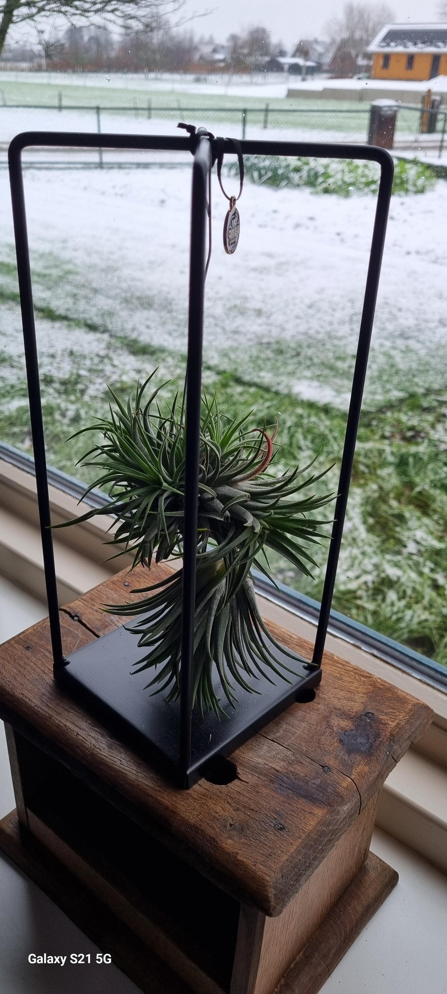 Luchtplanten (Tillandsia) zijn inderdaad best bijzondere planten!