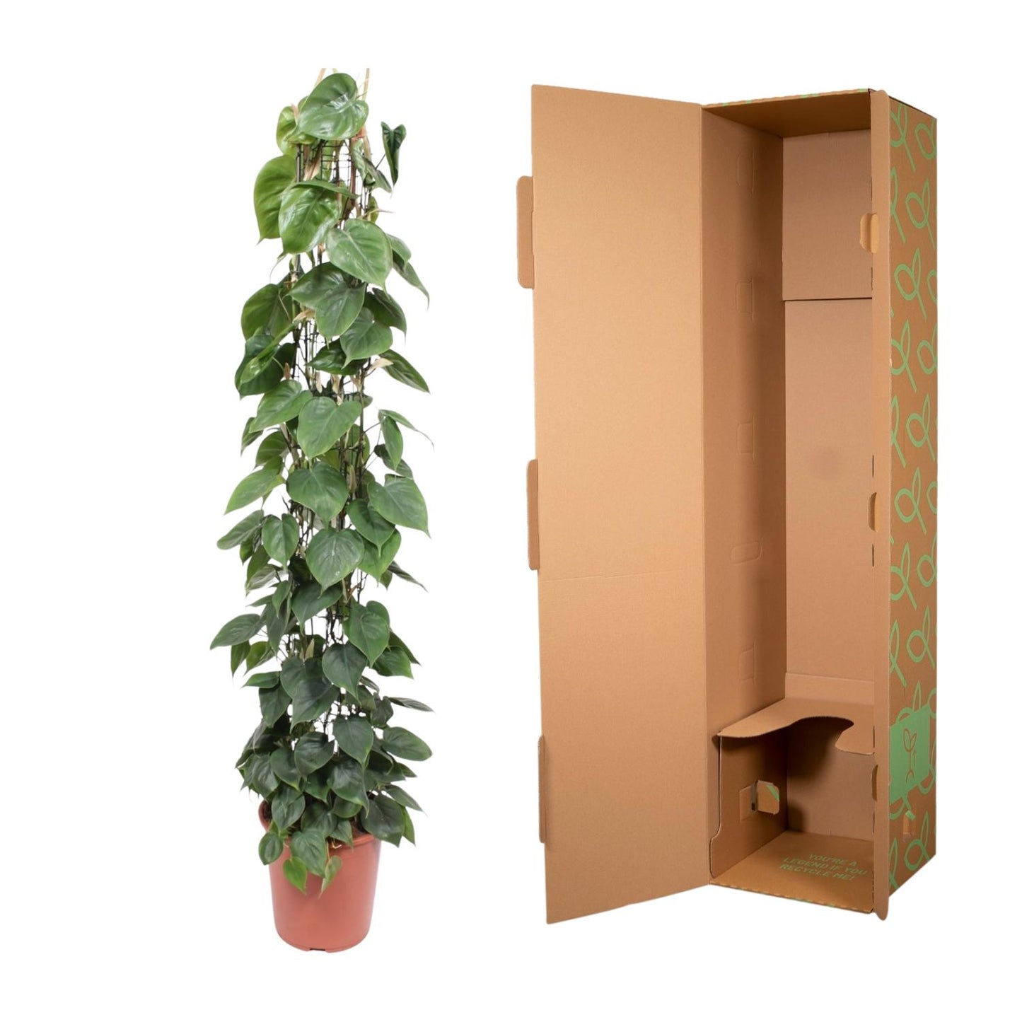 Philodendron Scandens Green Wonder met glanzende hartvormige bladeren en gaasrek, hoogte 160 cm, pot Ø27 cm