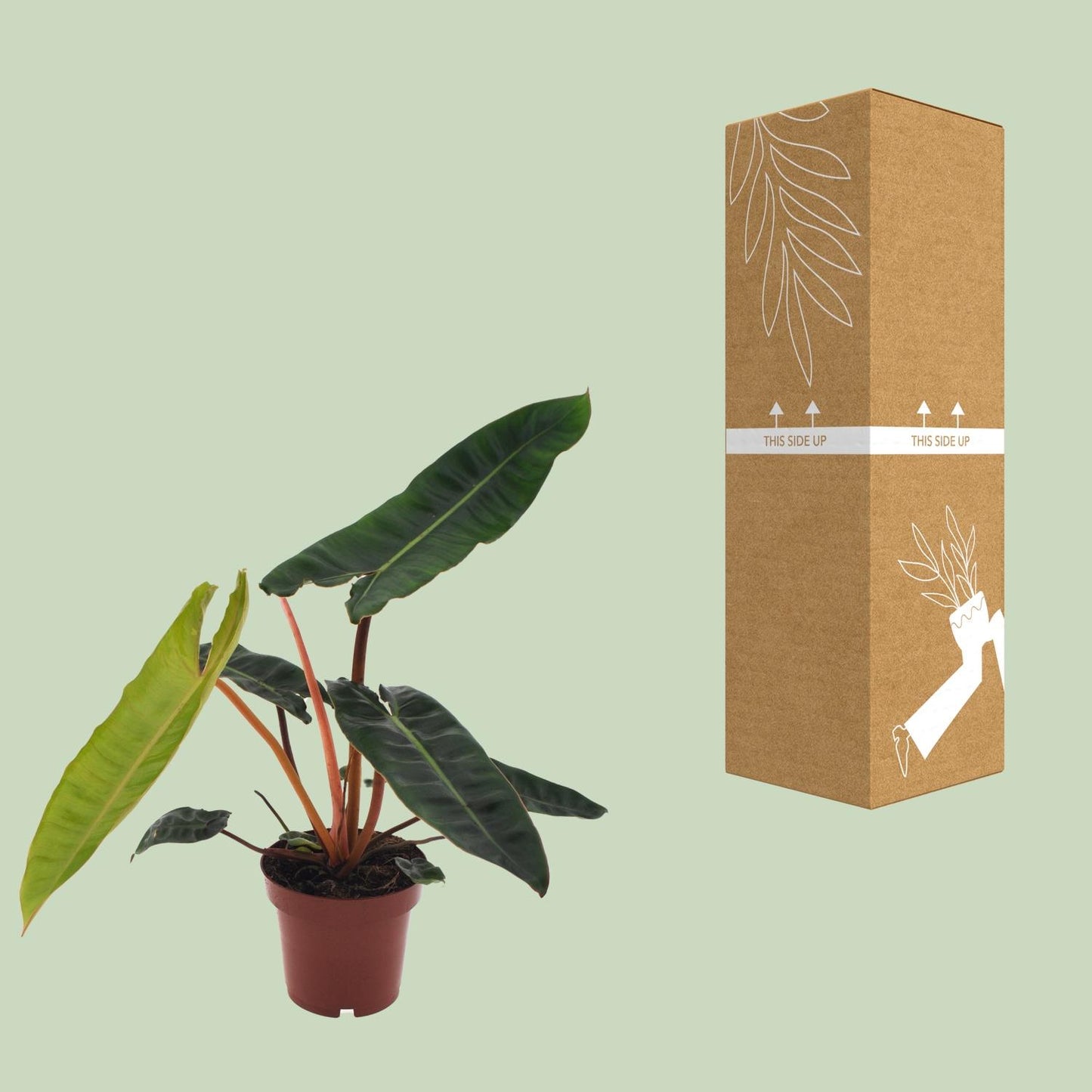 Philodendron Scandens in pot Ø12 cm – hoogte ca. 25 cm, glanzende hartvormige bladeren