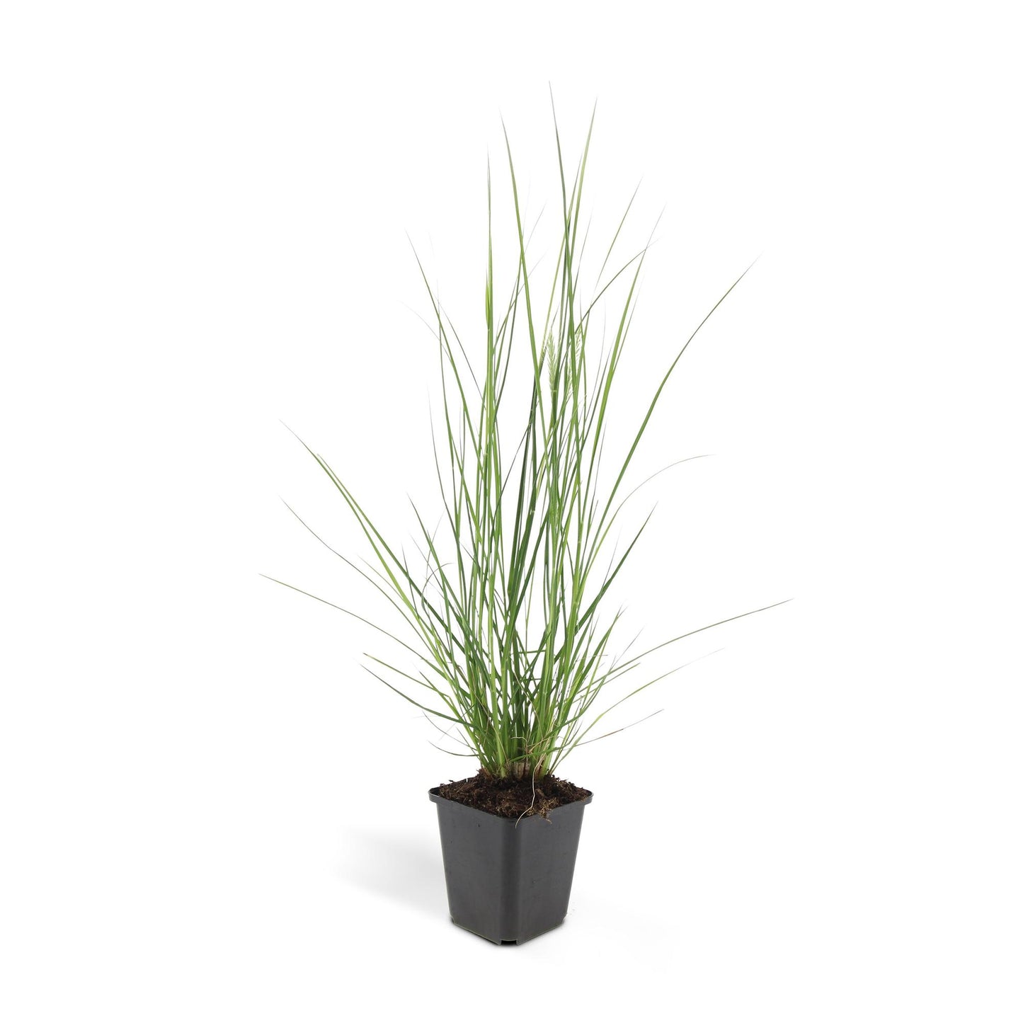 Pennisetum alopecuroides 'Hameln' lampenpoetser siergras met romige pluimen – Ø9 cm, 10–25 cm hoog