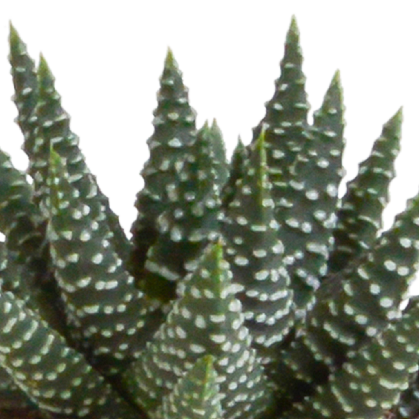 Set van 5 Gasteria/Haworthia mix (Ø5,5 cm, zonder pot) – compacte en sterke kamerplanten in diverse vormen en kleuren