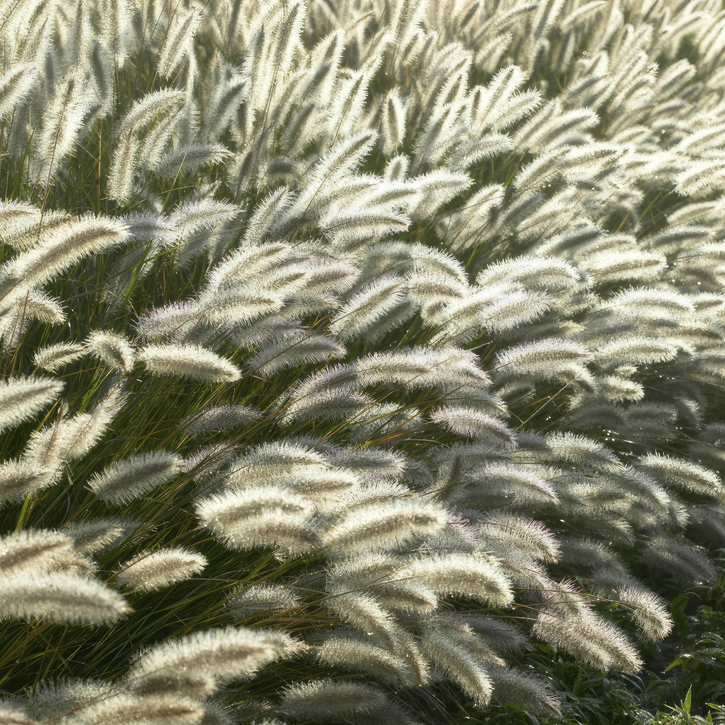 Pennisetum alopecuroides 'Hameln' lampenpoetser siergras met romige pluimen – Ø9 cm, 10–25 cm hoog