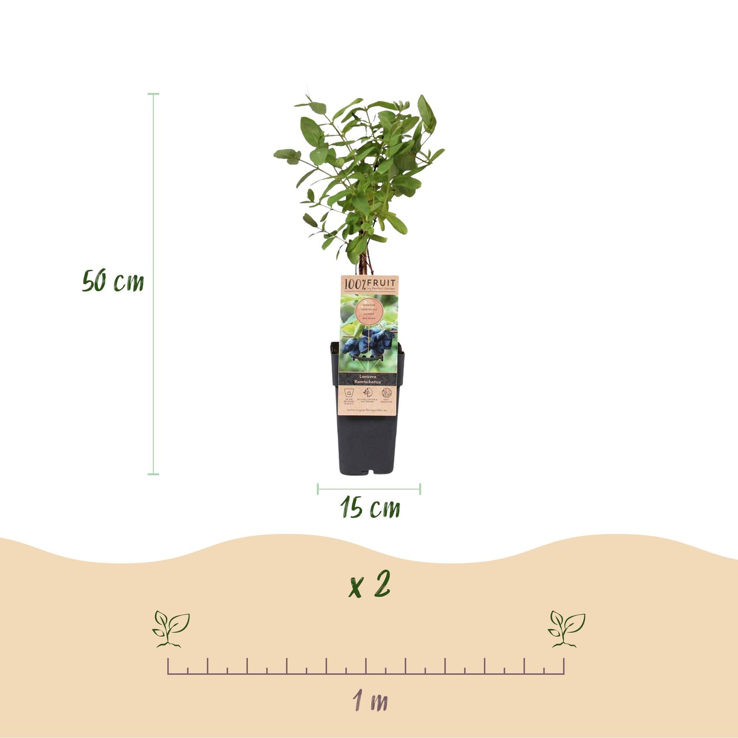“Lonicera caerulea Kamchatika – honingbes superfruitplant, set van 2 planten in pot Ø15cm, hoogte ongeveer 50cm, met blauwe bessen.”