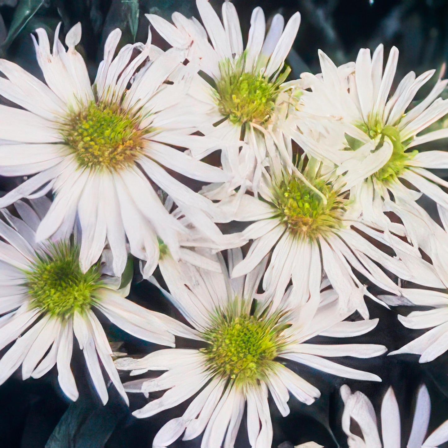 Aster ageratoides ‘Ashvi’ – Witte Bloeiende Aster. 48 stuks