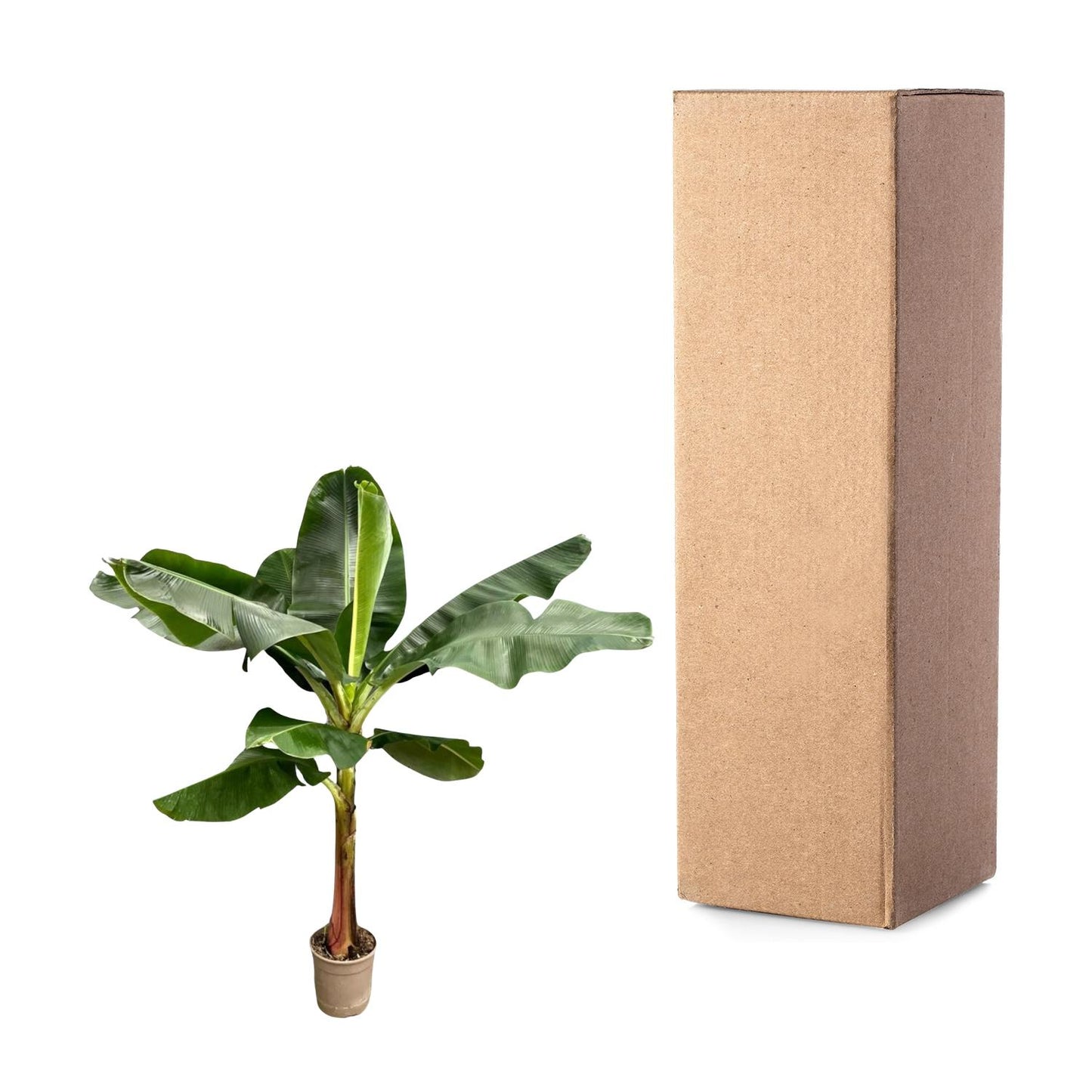 Bananenplant (Musa) – 190 cm hoog in Ø30 cm pot – tropische kamerplant met grote donkergroene bladeren en gele bloemen – geschikt voor binnen en beschut buiten