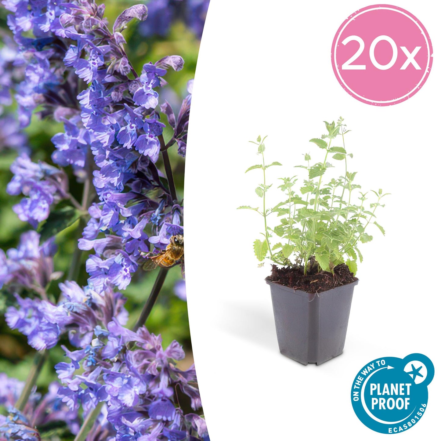 Nepeta 'Six Hills Giant' Buitenplant | Kattenkruid