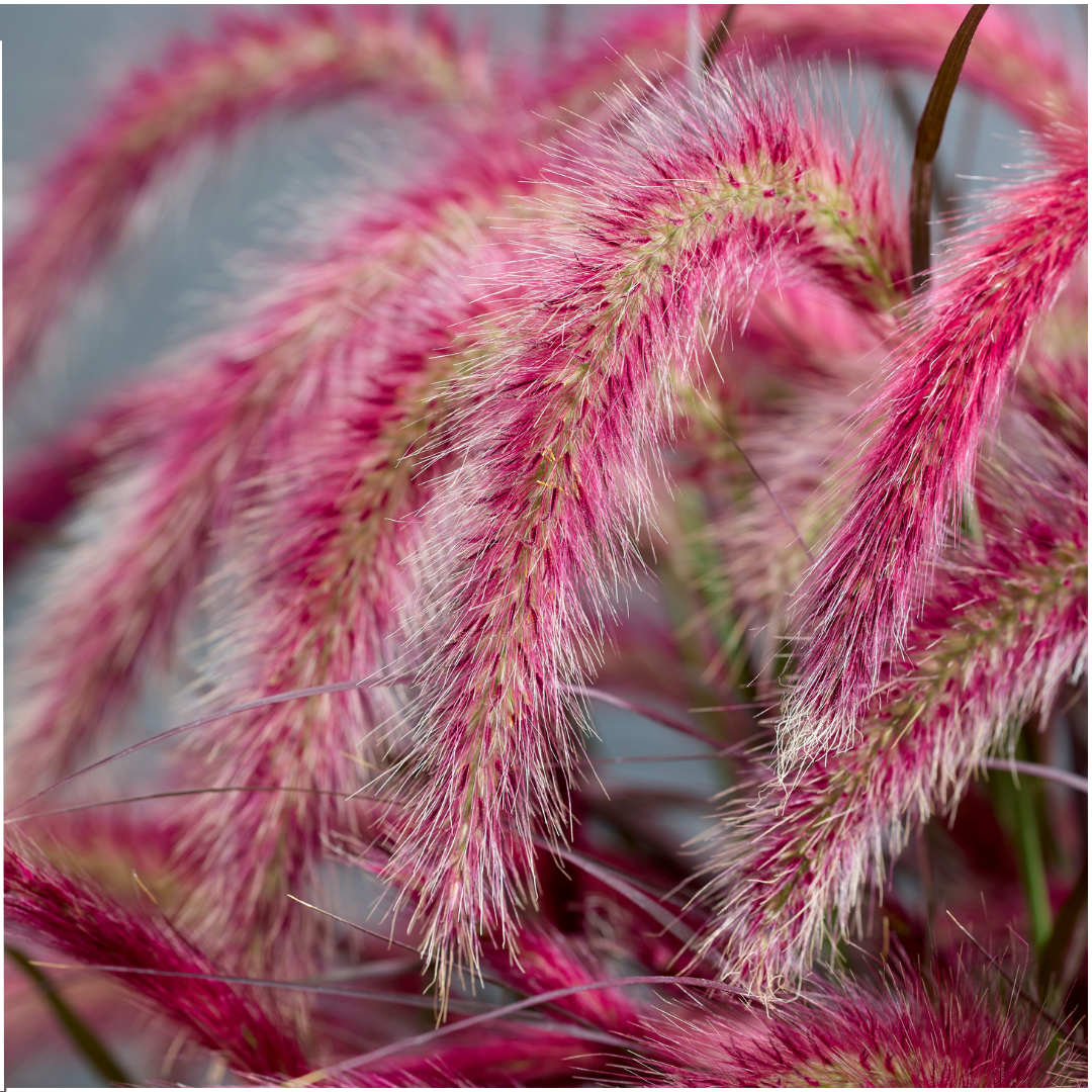 Pennisetum ‘Tiny Tails’ – Set van 2x– Compact Lampenpoetsersgras met sierlijke pluimen – Ø19 cm – ↨ 40–50 cm