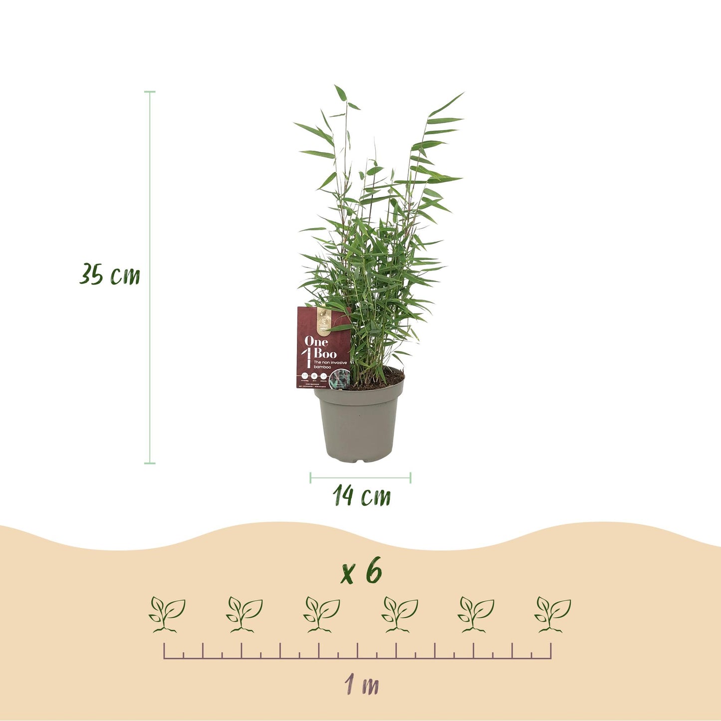 Bamboe Fargesia Red Dragon met rode stelen en groen blad – niet-woekerende, bladhoudende bamboe – geschikt voor haag, border en potten.