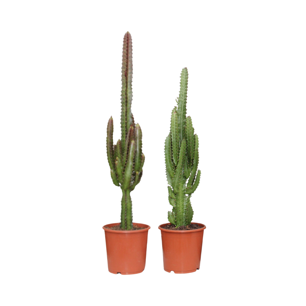 Euphorbia Groen / Rood - 2 stuks - Ø17cm - ↕75cm - Cactussen
