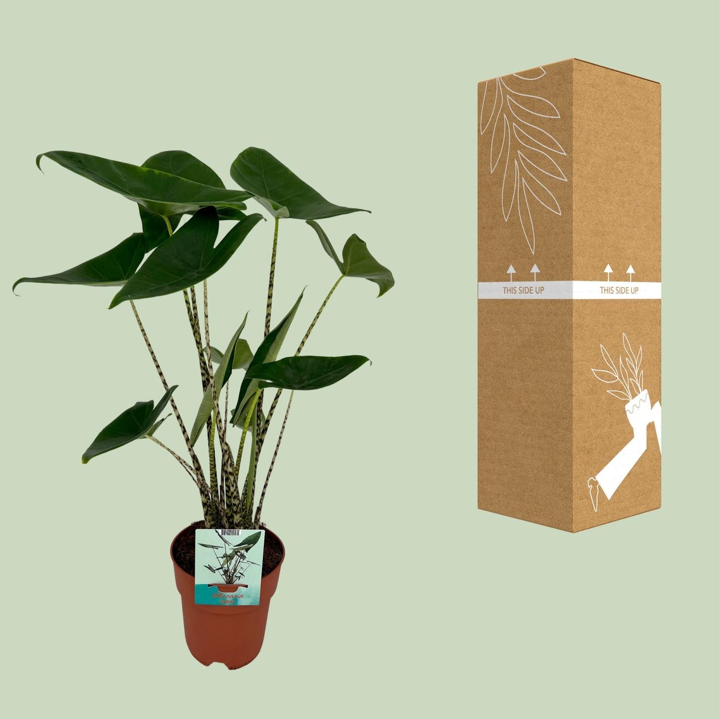 Alocasia Zebrina in interieur – exotische blikvanger