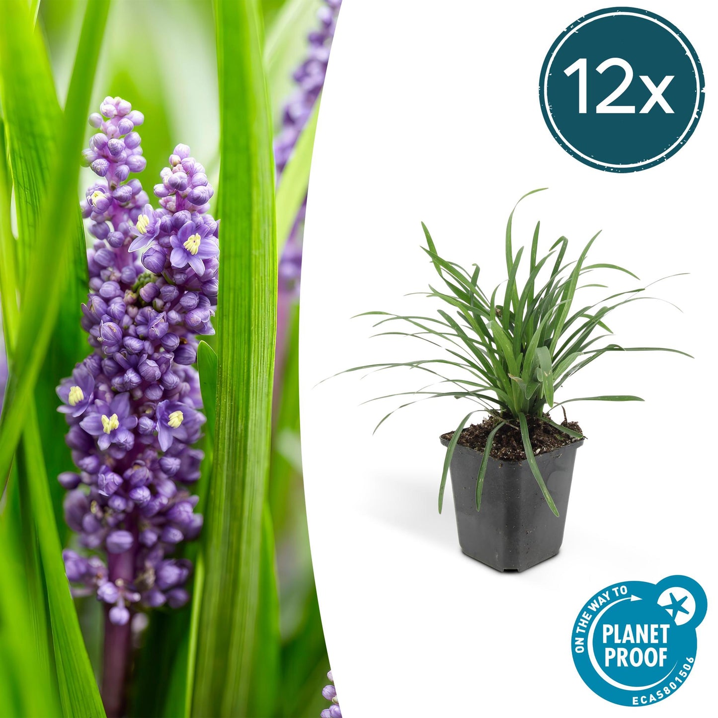 12x Liriope muscari 'Moneymaker' - ↕10-25cm - Ø9cm