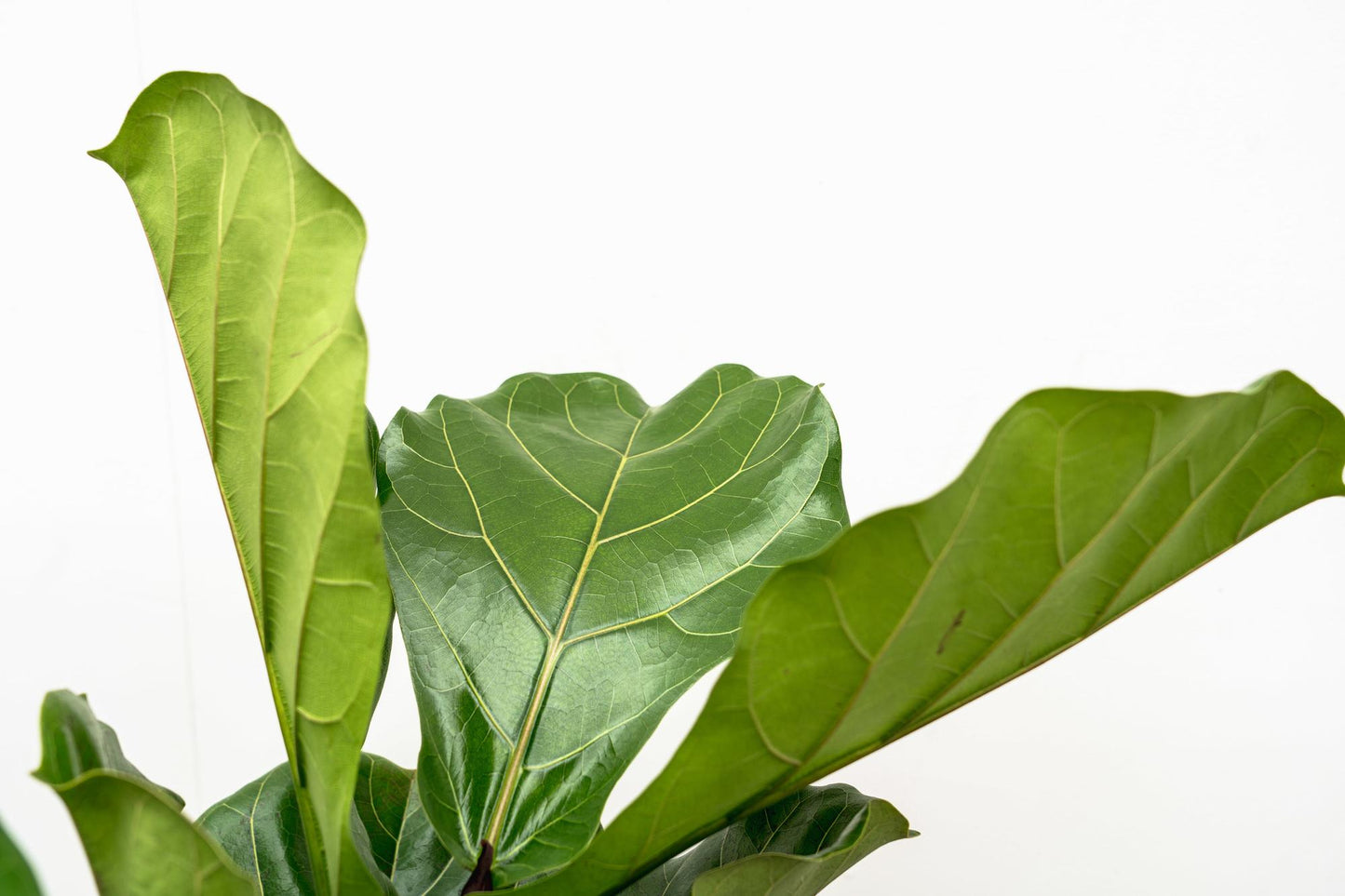 Grote kamerplant Ficus Lyrata vertakt – imposante tropische plant voor binnen