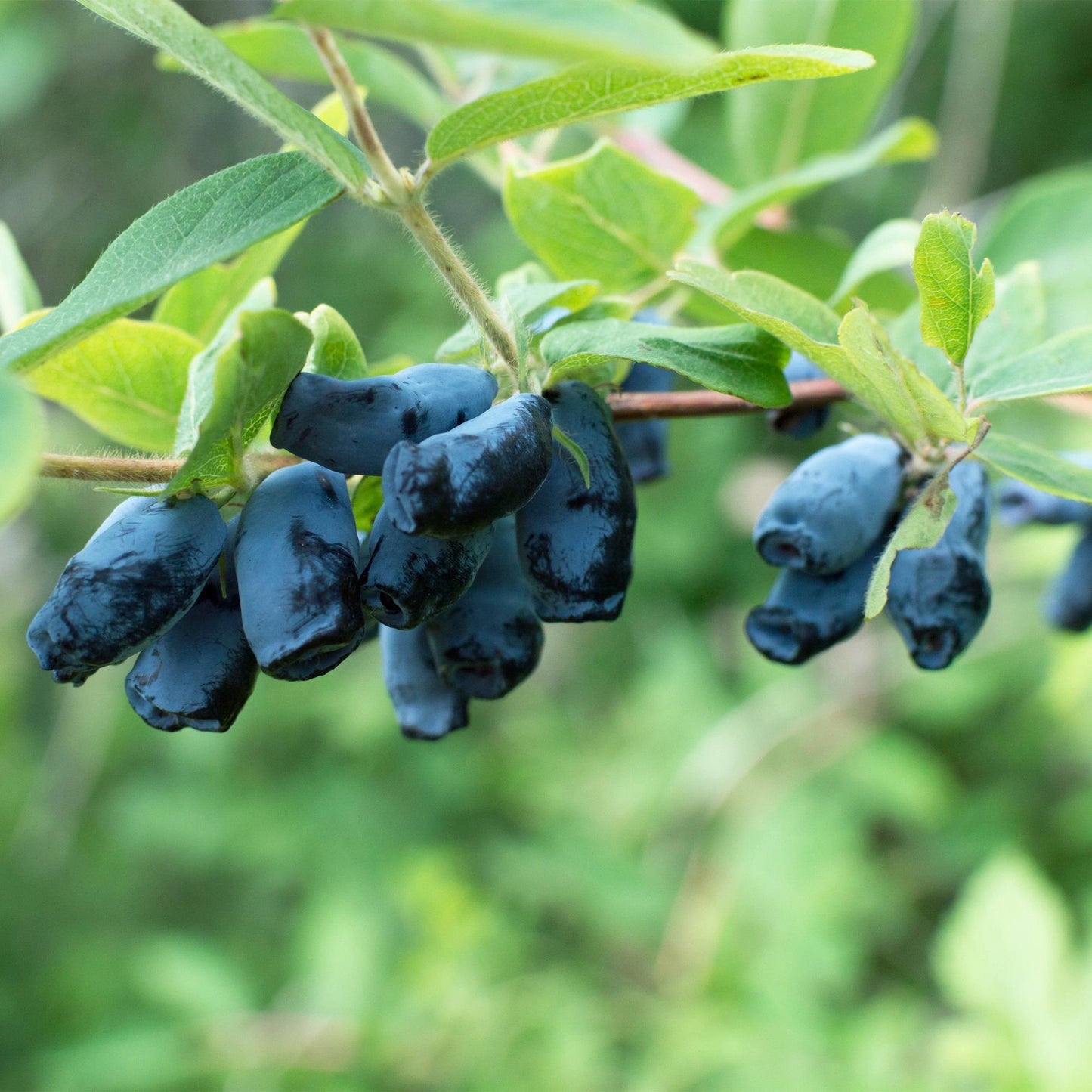 Lonicera caerulea Kamchatika – honingbes superfruitplant, set van 2 planten in pot Ø15cm, hoogte circa 50cm, met blauwe bessen.