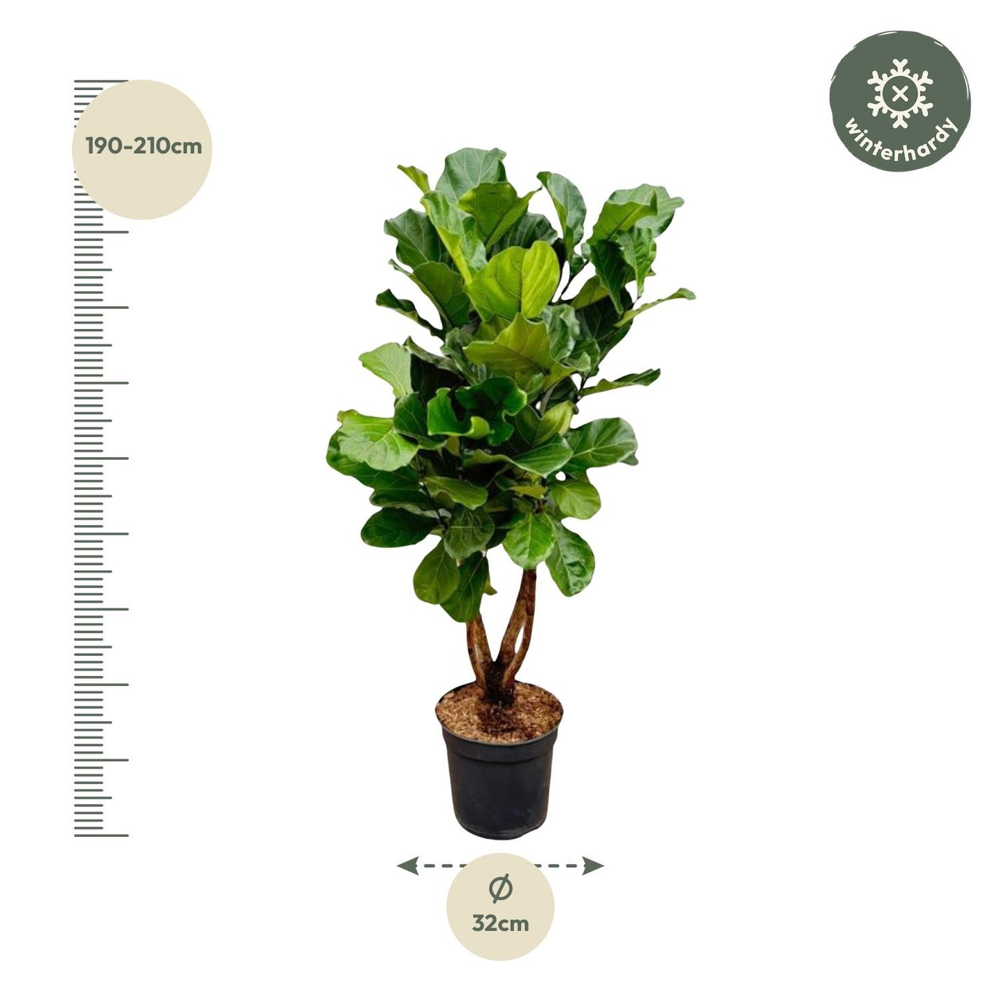 Ficus Lyrata 2 meter – gezonde vertakte stam en donkergroene bladeren