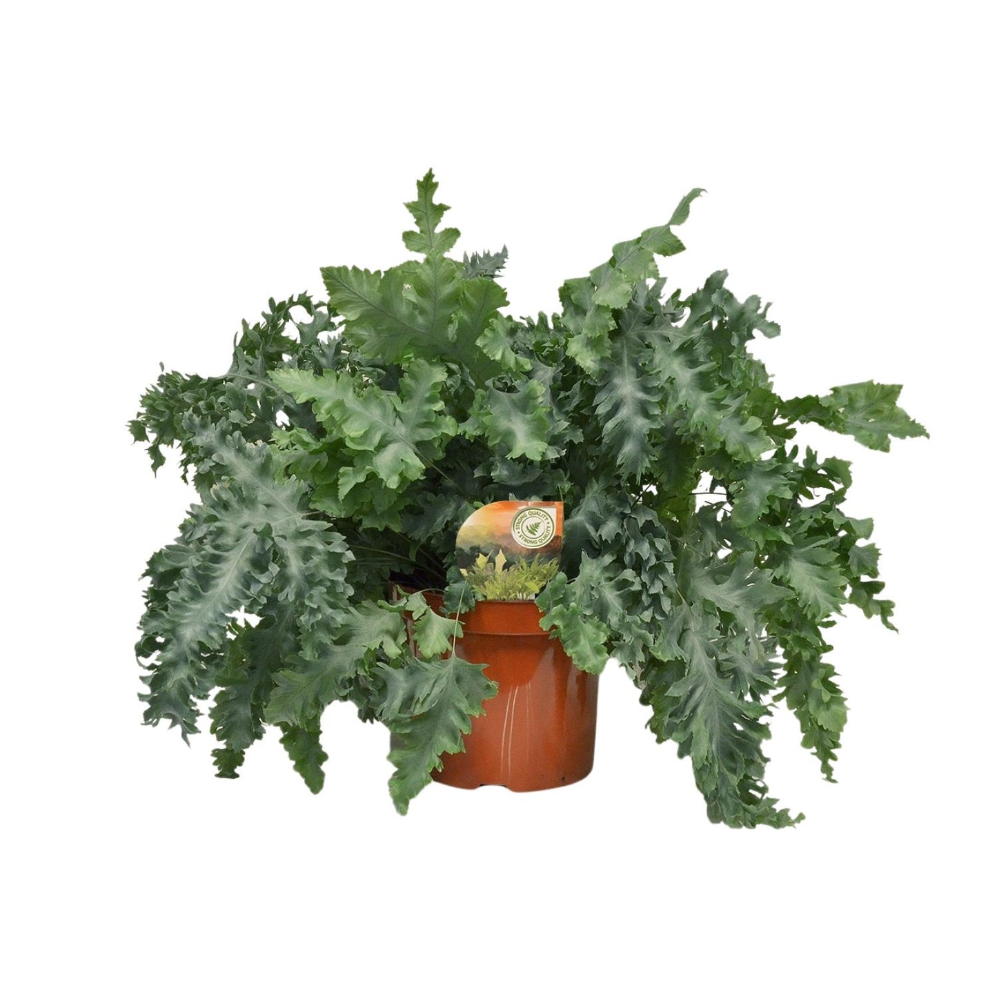 Phlebodium Davana – Gouden eikvaren met Ø26 cm pot en gouden bladeren, hoogte 60 cm
